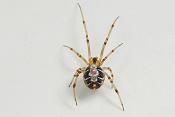 kleine wigwamspin (theridion sisyphium) 6-2012 9168